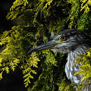 Night Heron