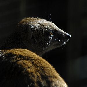 Yellow Mongoose