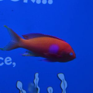 Squarespot anthias