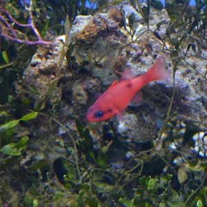 FLAMEFISH, Apogon maculatus