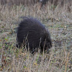 North American Porcupine - Alaska