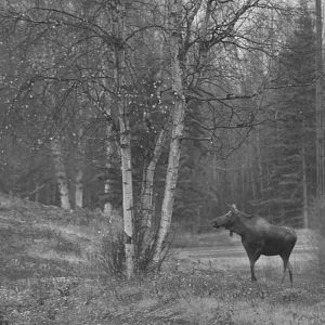 Moose - Alaska