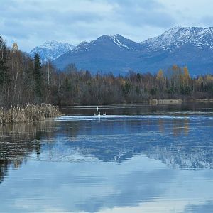 Trumpeter Swans on Six Mile Lake - Alaska