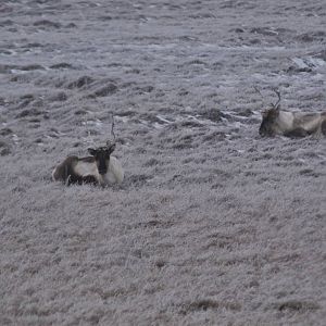 Caribou - Alaska