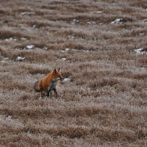 Red Fox - Alaska