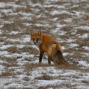 Red Fox - Alaska