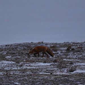 Red Fox - Alaska