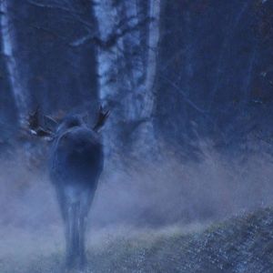 Impression of a Bull Moose - Alaska