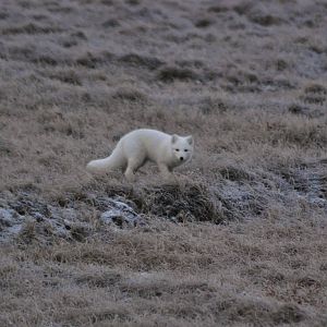 Arctic Fox - Alaska