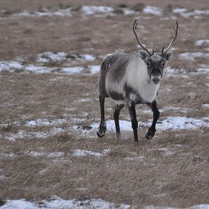 Caribou - Alaska