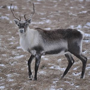 Caribou - Alaska