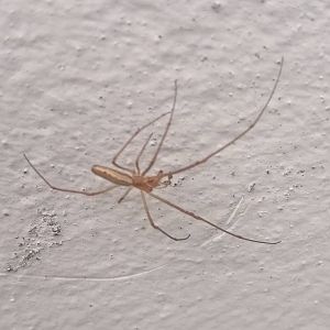 Long-jawed orb spider