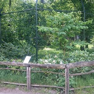 Sumatran tiger enclosure