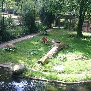 Sumatran tiger enclosure