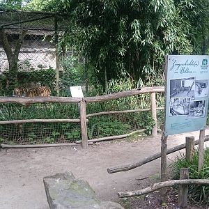 Smaller Sumatran tiger enclosure
