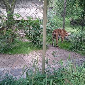 Smaller Sumatran enclosure