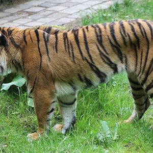 Sumatran tiger