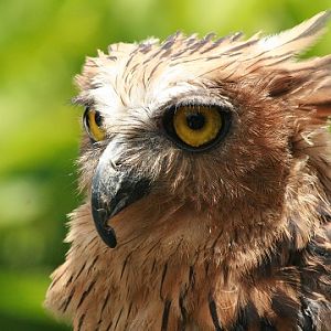 Buffy Fish-owl
