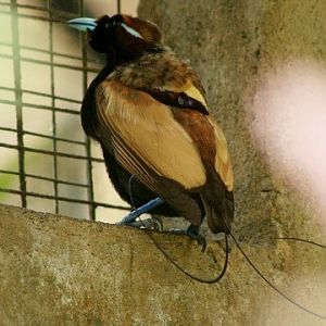 Magnificent Bird-of-paradise