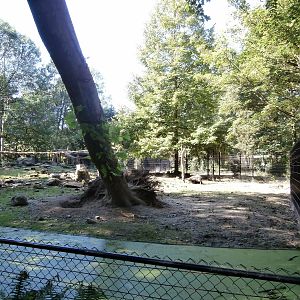 Peccary enclosure
