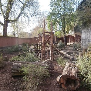 Spectacled bear enclosure 1