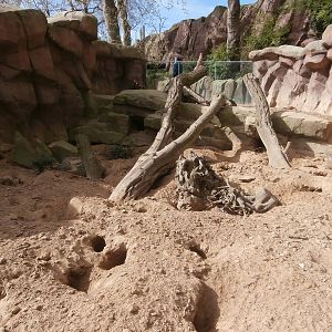 Meerkat enclosure