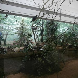 Bird House African Forest