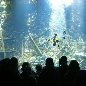 Big reef aquarium