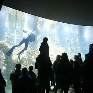 Big reef aquarium