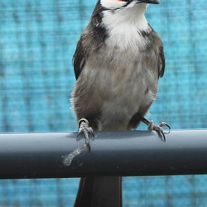 Red-whiskered bulbul