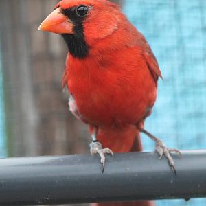 Northern cardinal