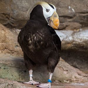Tufted puffin : Living Coasts : 24 Sep 2015
