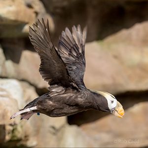 Tufted puffin : Living Coasts : 24 Sep 2015