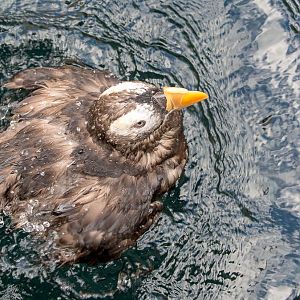 Tufted puffin : Living Coasts : 24 Sep 2015