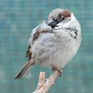 House sparrow