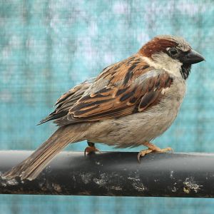 House sparrow