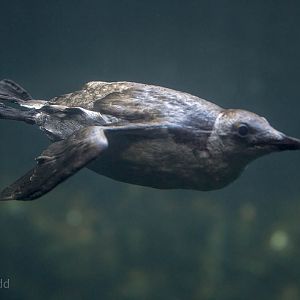Common guillemot : Living Coasts : 24 Sep 2015