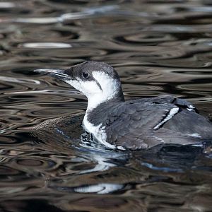Common guillemot : Living Coasts : 24 Sep 2015