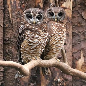 Pair of African Wood Owls