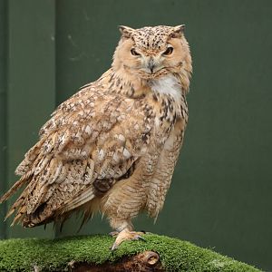 Pharaoh Eagle Owl (Bubo ascalaphus)