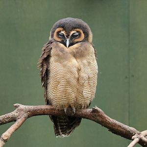 Brown Wood Owl