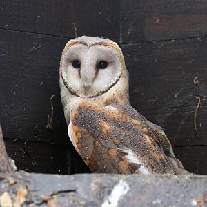 African Barn Owl