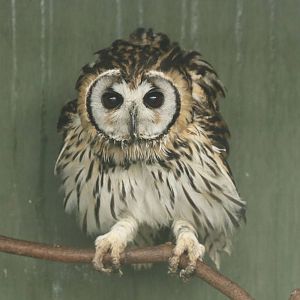 Striped Owl