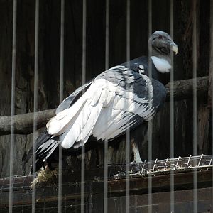 Andean condor San juan de aragon zoo