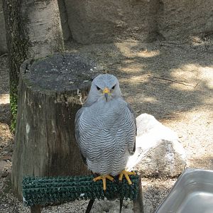 grey hawk san juan de aragon zoo