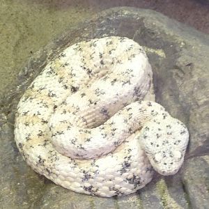 Speckled rattlesnake (Crotalus mitchellii)