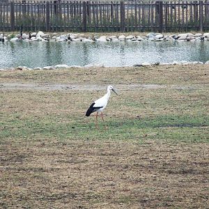Oriental White Stork