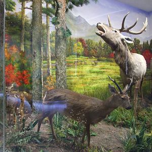 roe deer and red deer