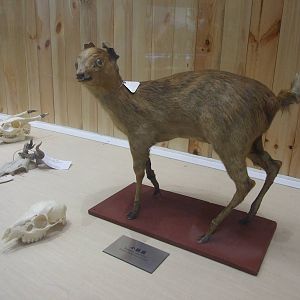 lesser Malay mouse deer