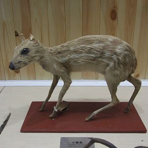 lesser Malay mouse deer